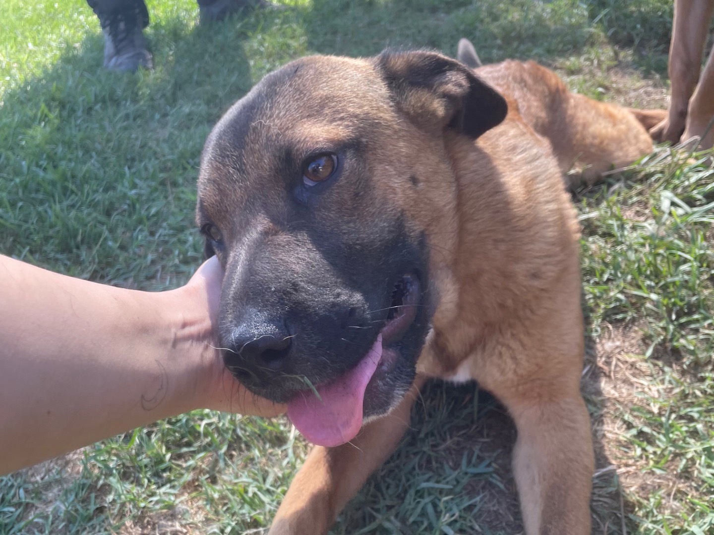 Adotta un cane, taglia media contenuta, femmina, Latina