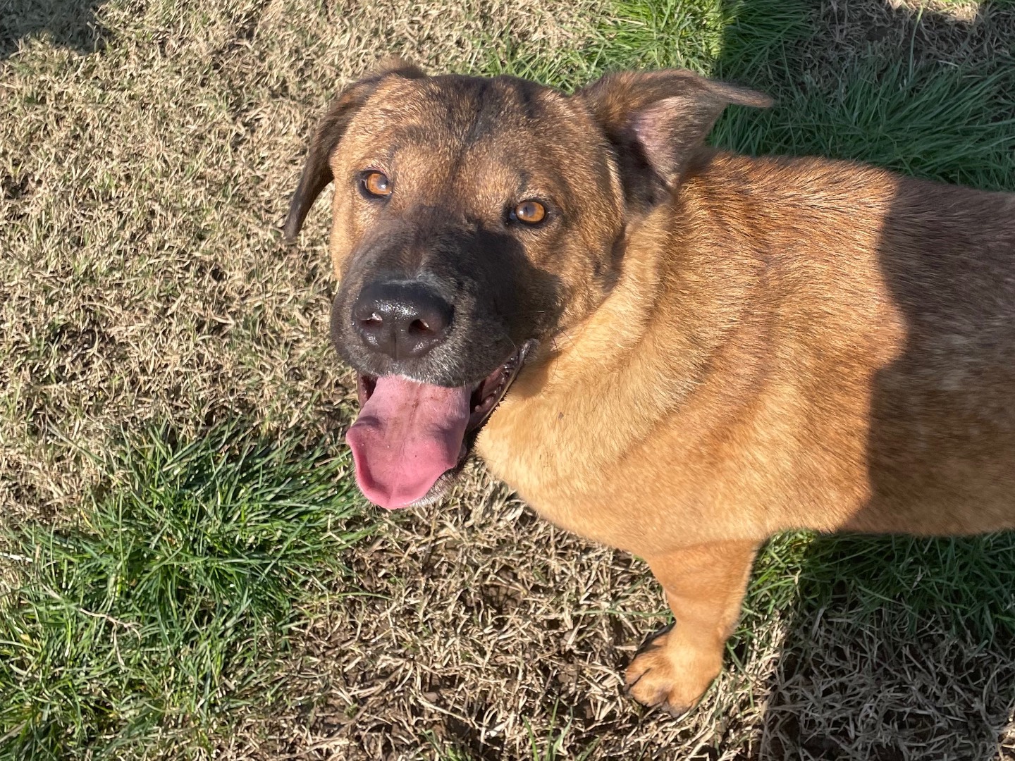 Adotta il cane Nilla a Latina