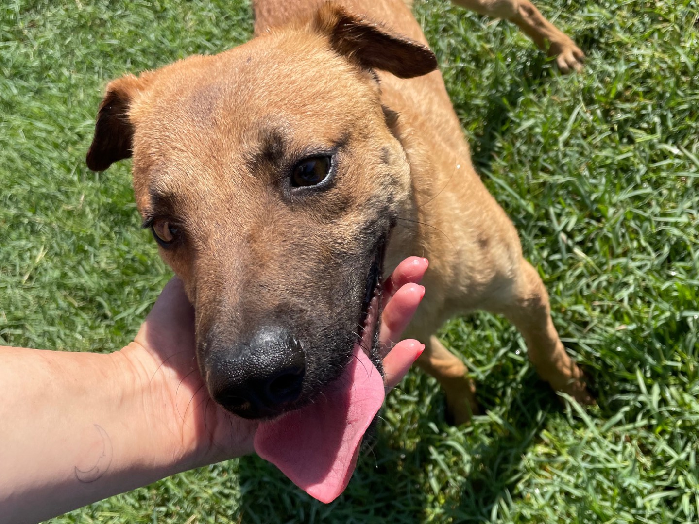 Vuoi adottare un cane a Latina?