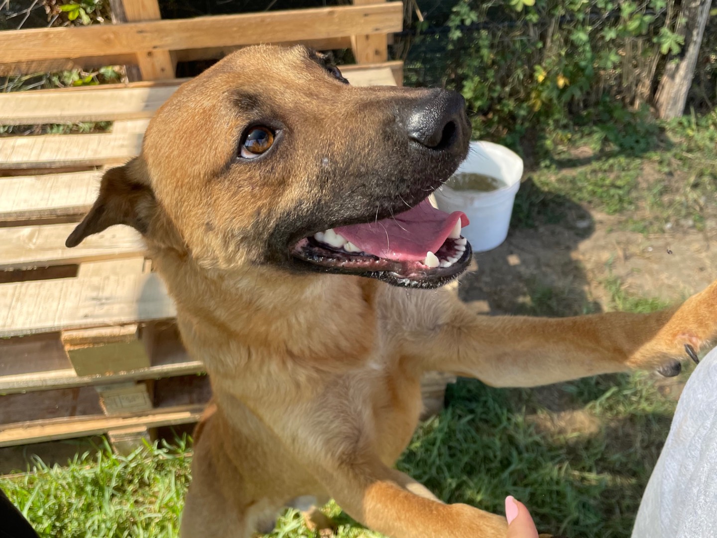Adotta il cane Otto a Latina