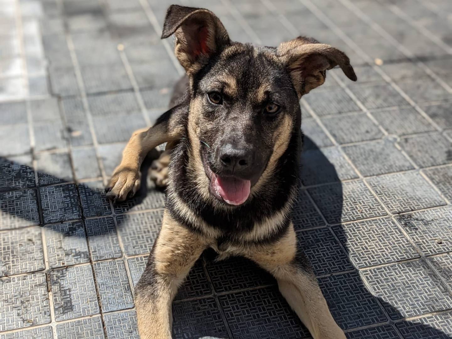 Adotta un cane, femmina, 5 mesi, Caserta