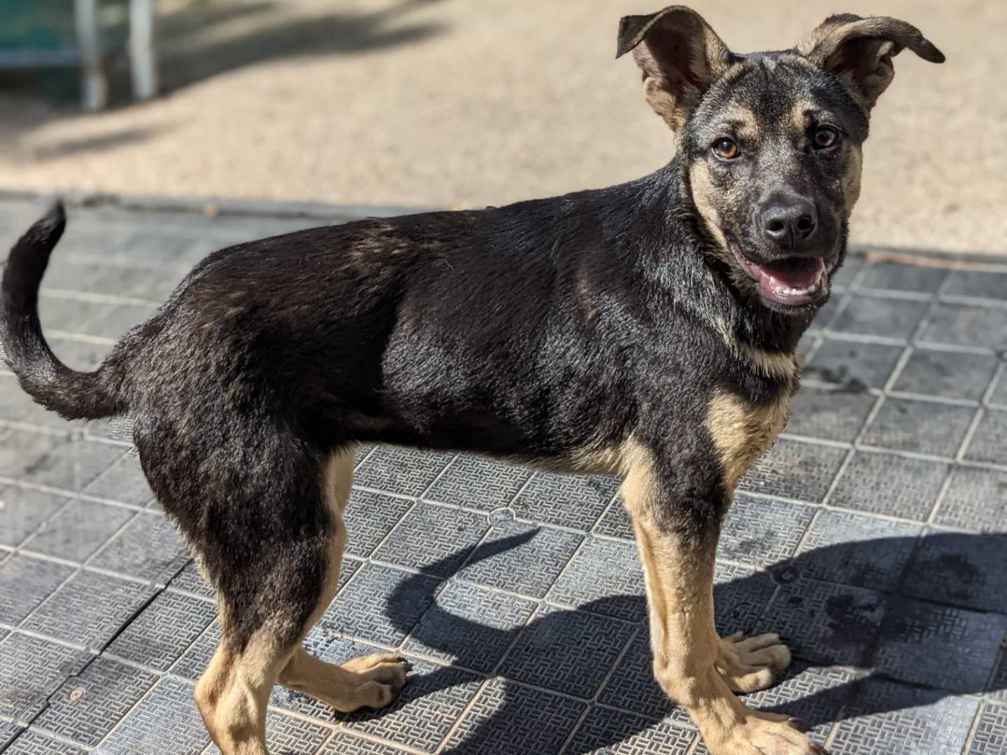 Adotta un cane, taglia media, femmina, Caserta