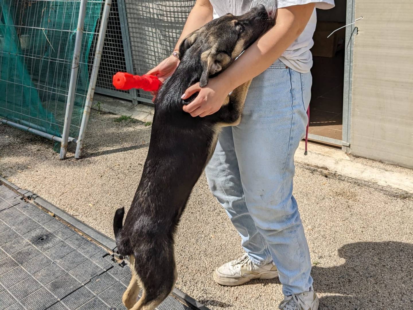 Vuoi adottare un cane a Caserta?