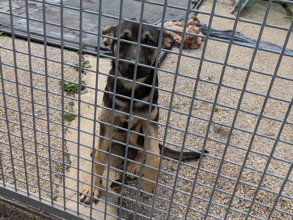 Adotta il cane PRISCILLA a Caserta