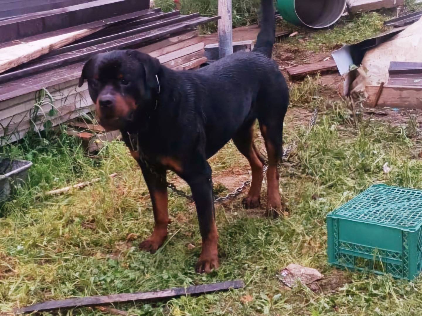 Adozione cane, maschio, Rottweiler Razza sconosciuta, 4 anni e 1 mese, taglia grande, Crotone