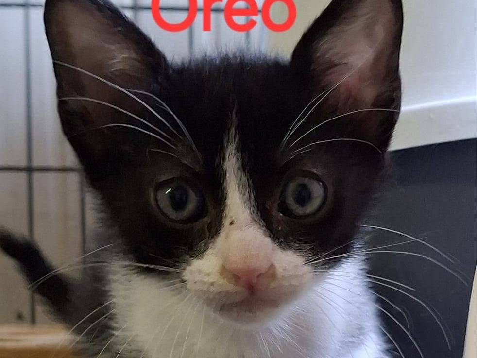 Foto dell'animale