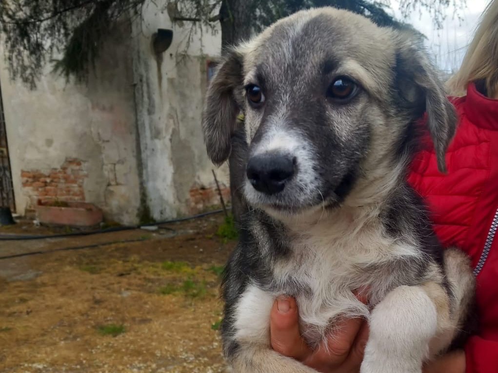 Adotta un cane, maschio, 7 mesi, Cosenza
