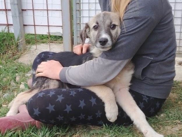 Adotta un cane, taglia media, maschio, Cosenza
