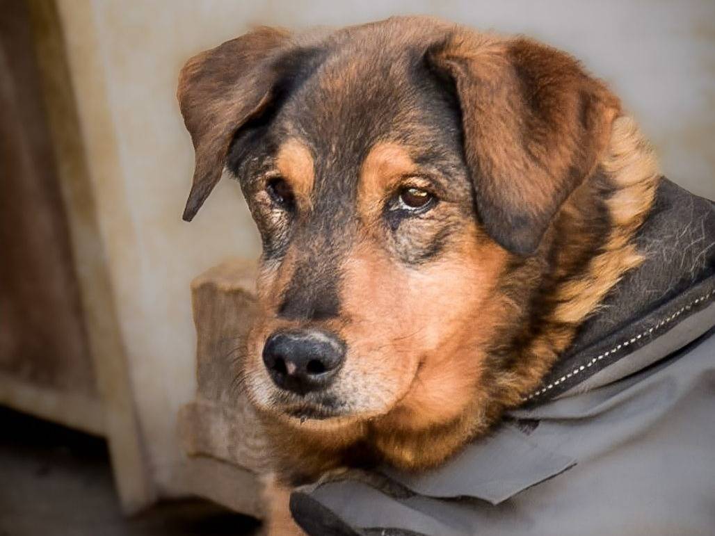 Adozione cane, maschio, Razza sconosciuta Razza sconosciuta, 14 anni e 1 mese, taglia media contenuta, Crotone