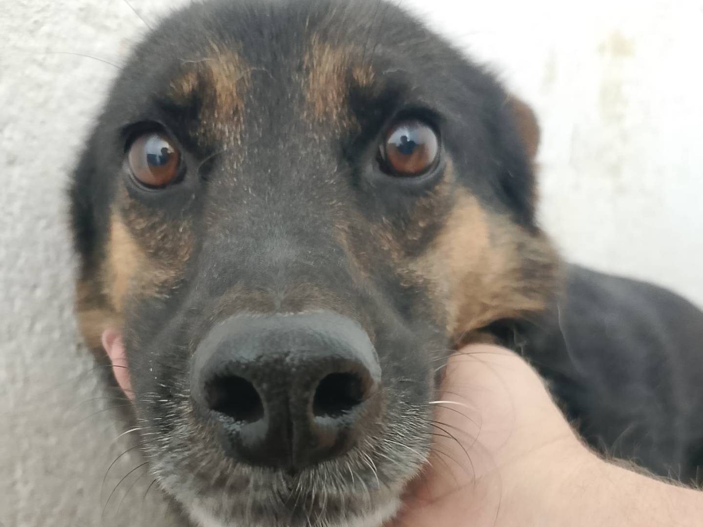 Adozione cane, maschio, Beagle  Razza sconosciuta, 7 anni, taglia media, Crotone