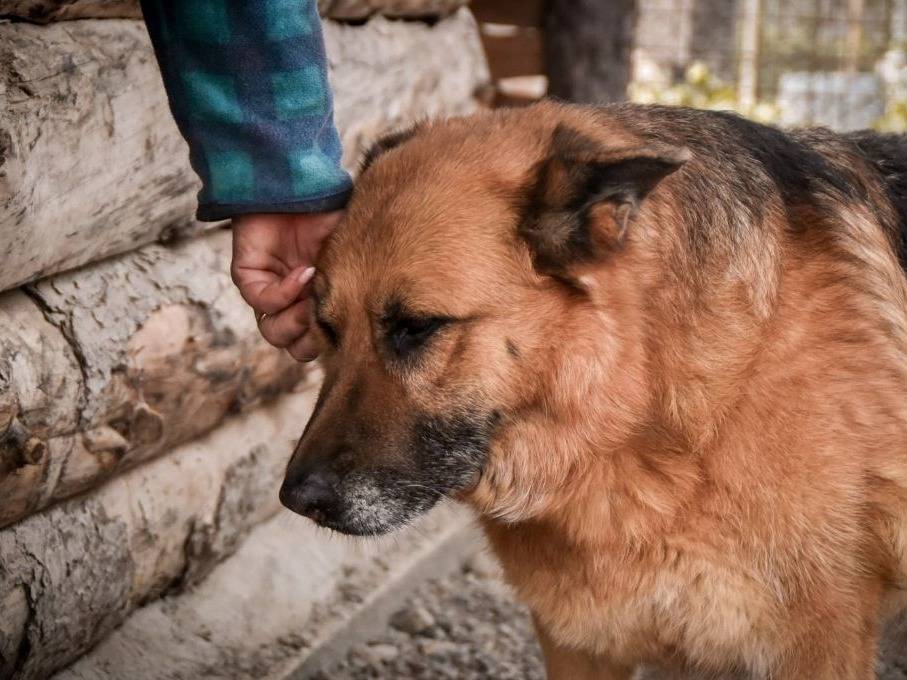 Foto dell'animale