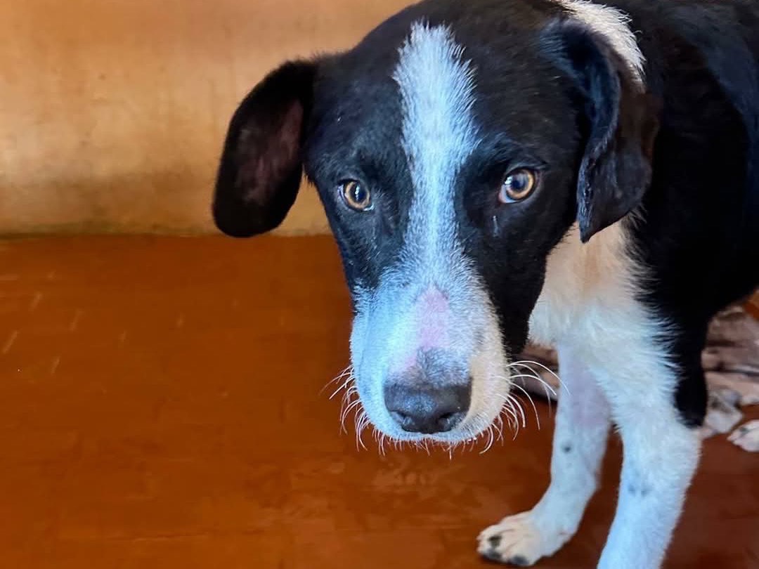 Adotta un cane, maschio, 9 mesi, Trapani