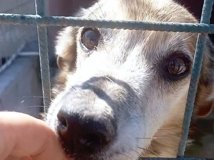 Foto dell'animale