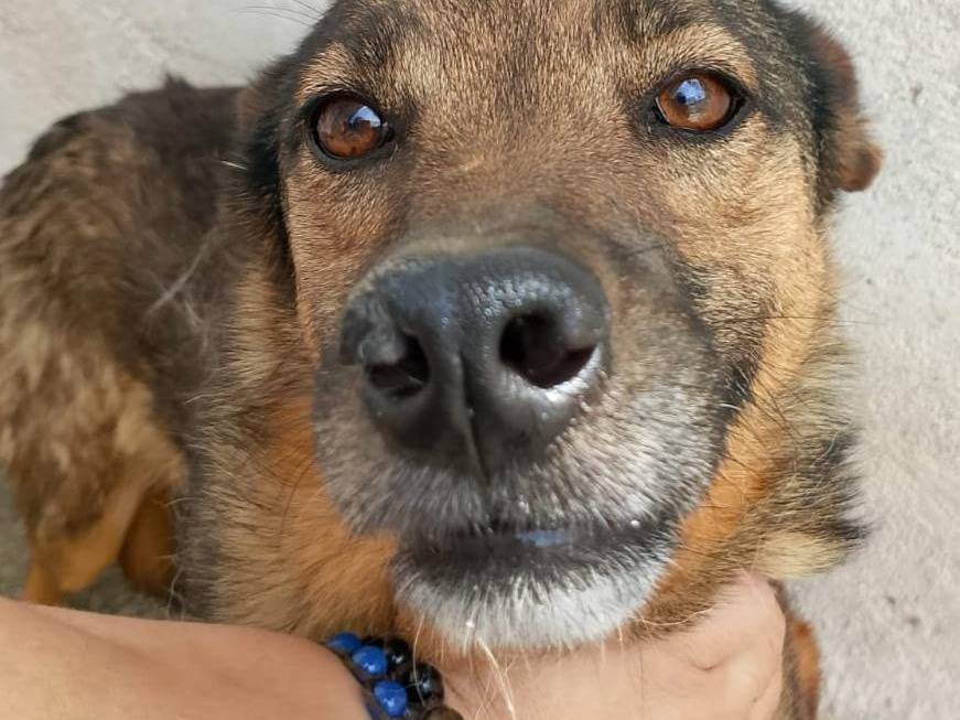 Adotta un cane, maschio, 6 anni  e 11 mesi , Crotone