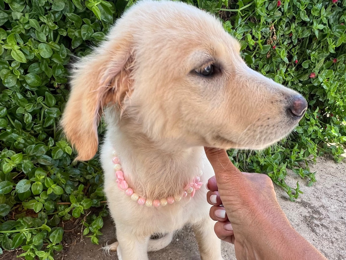 Adotta un cane, femmina, 3 mesi, Lecco