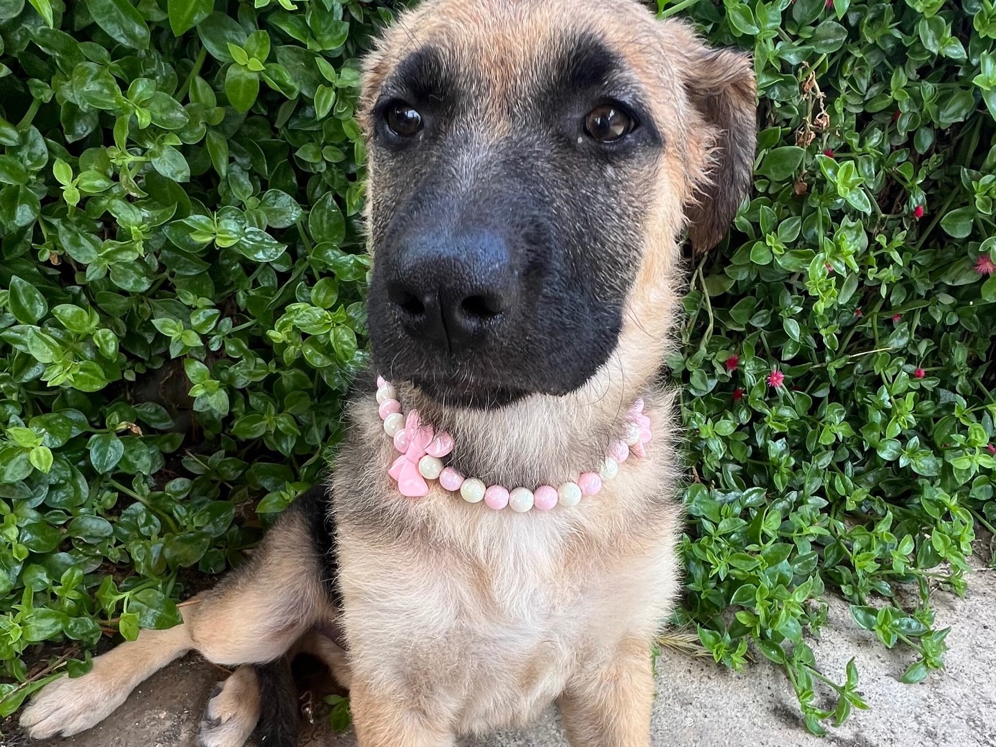 Adotta un cane, femmina, 3 mesi, Lecco