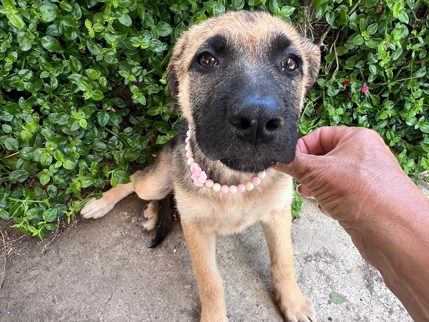 Adotta un cane, taglia media, femmina, Lecco