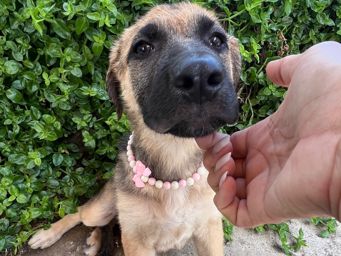 Vuoi adottare un cane a Lecco?