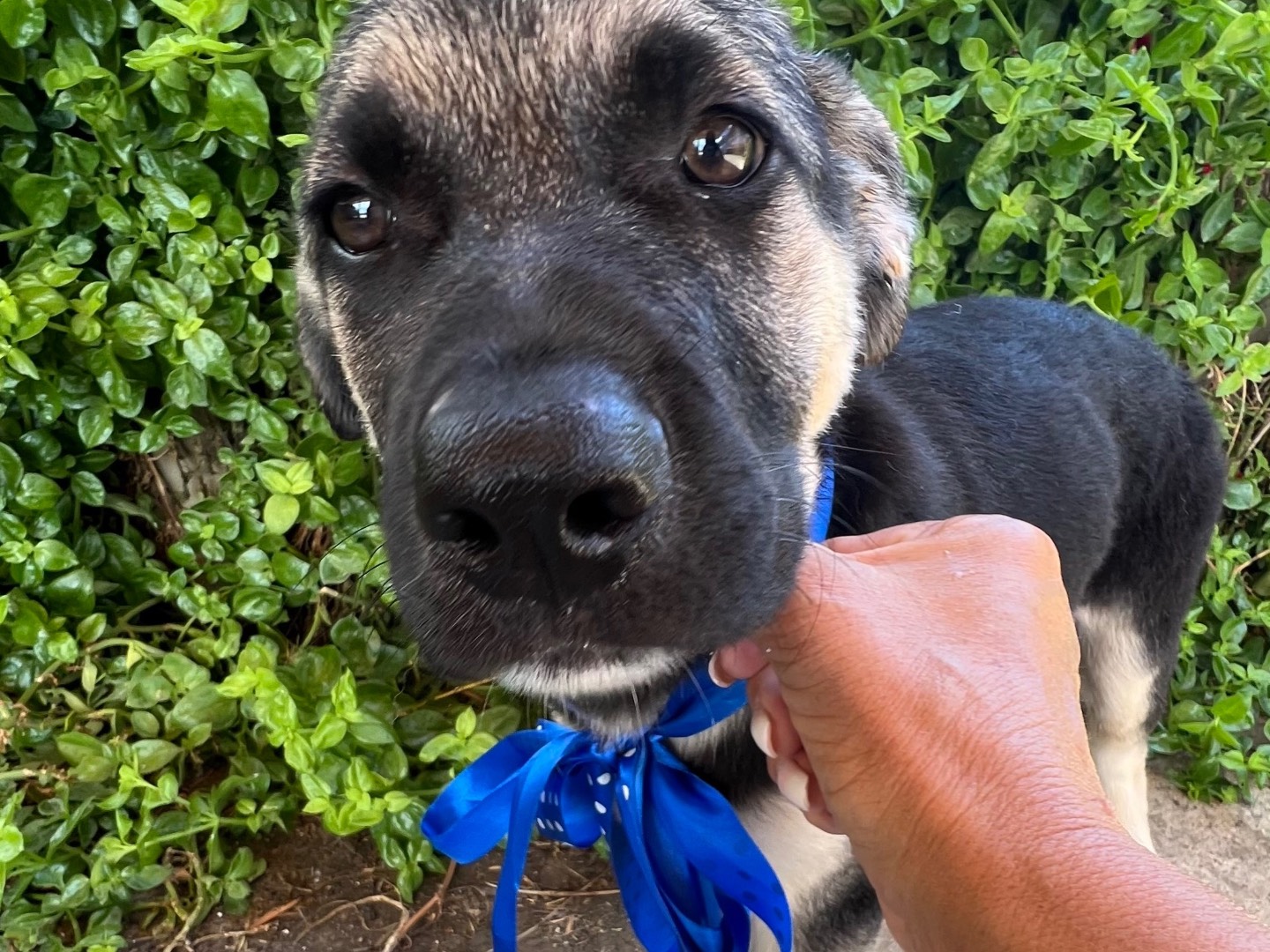 Adotta un cane, taglia grande, maschio, Lecco