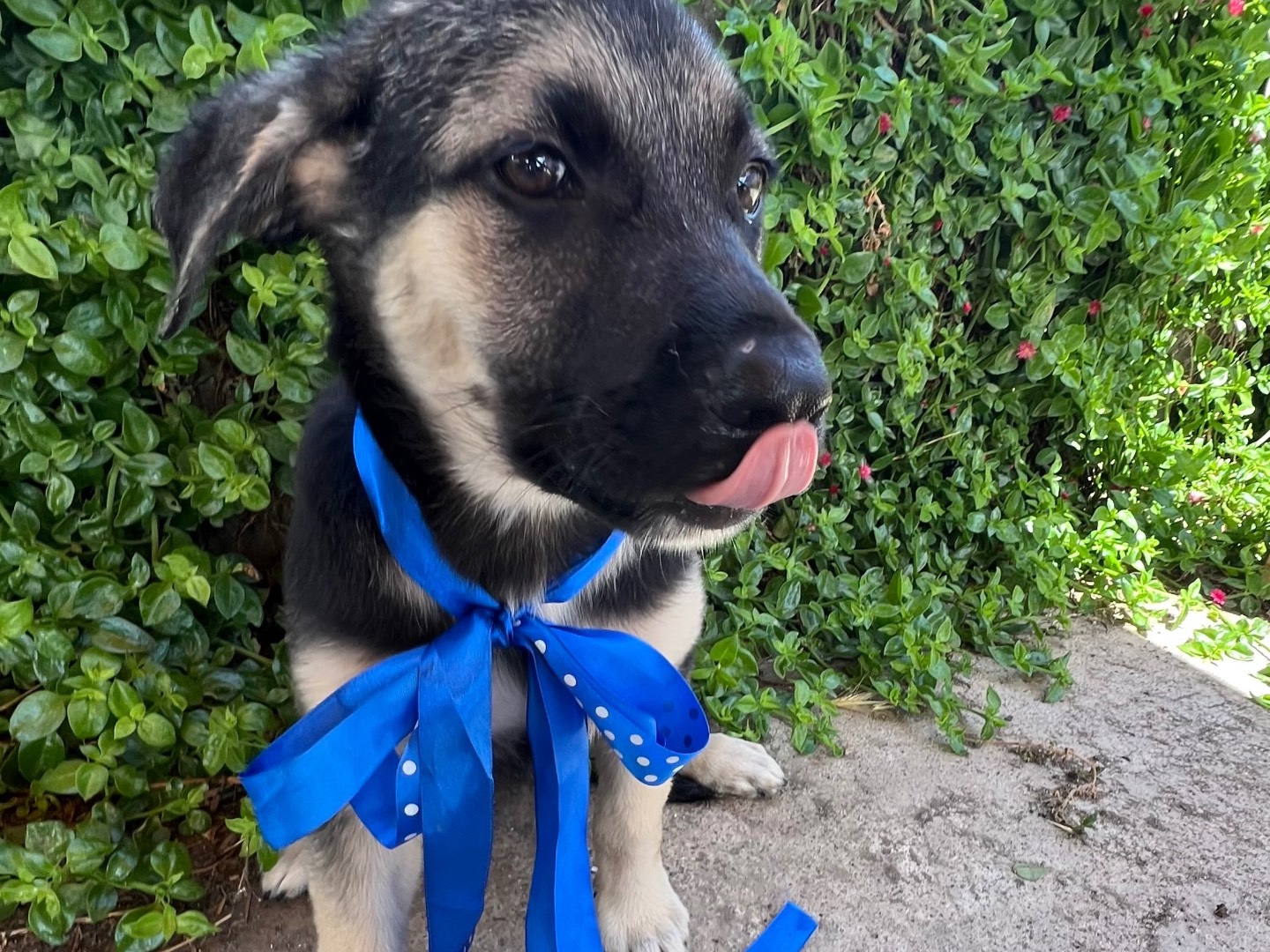 Vuoi adottare un cane a Lecco?