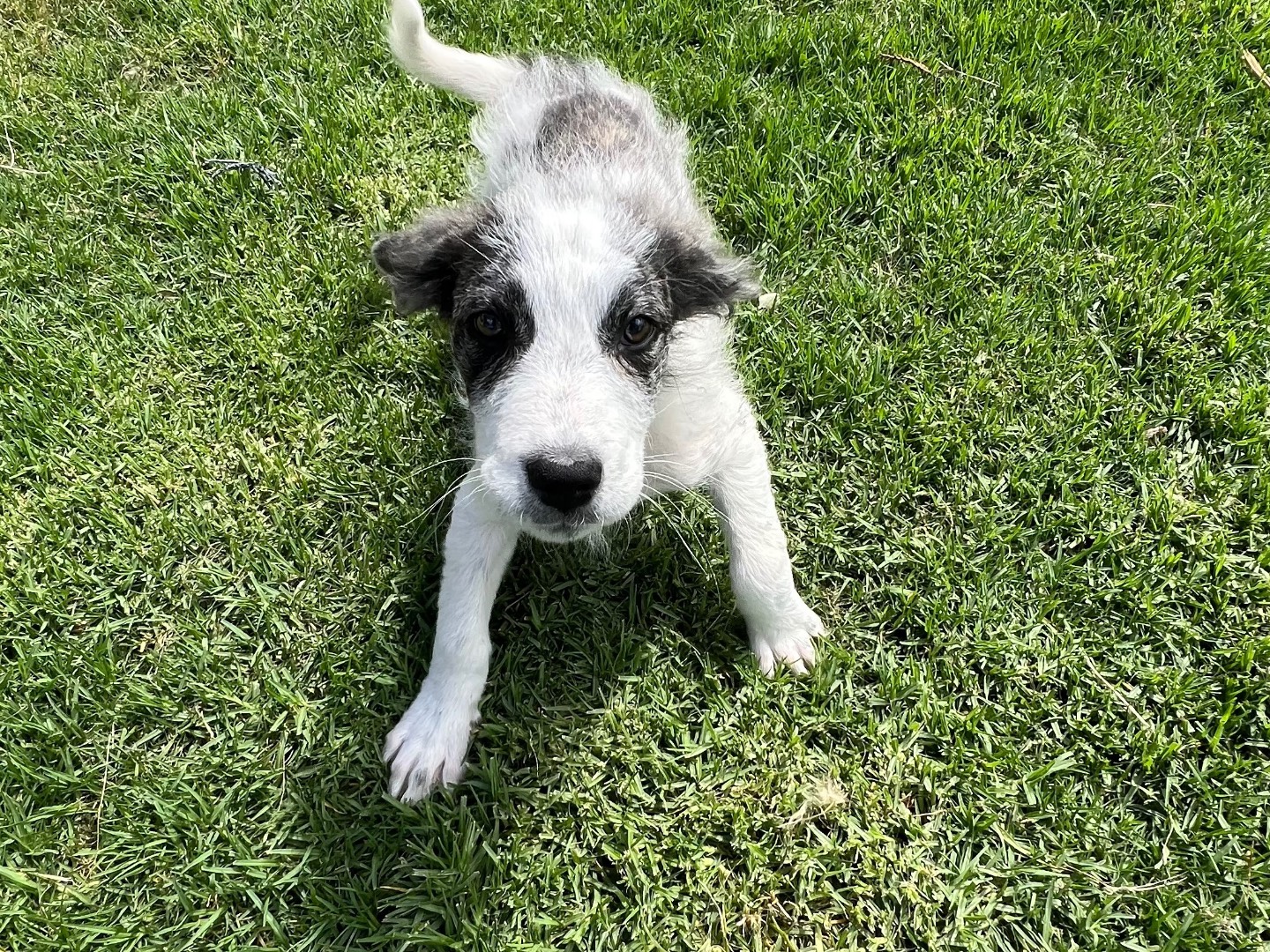 Adotta il cane Bambu a Siracusa