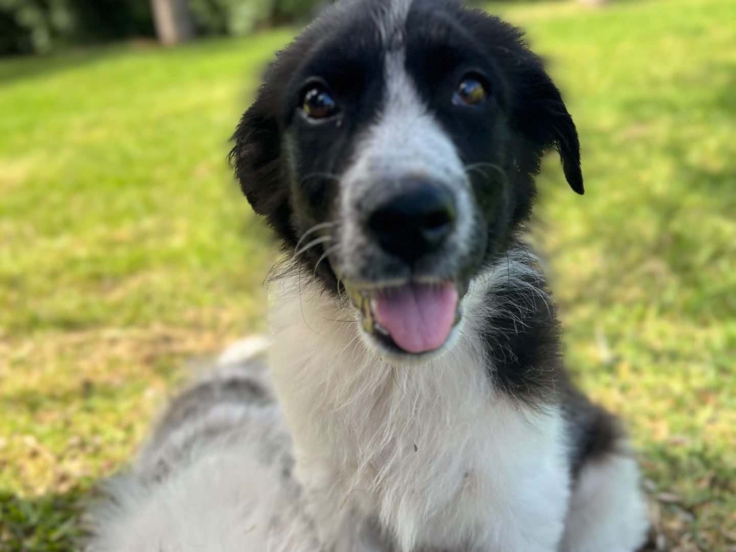 Vuoi adottare un cane a Siracusa?