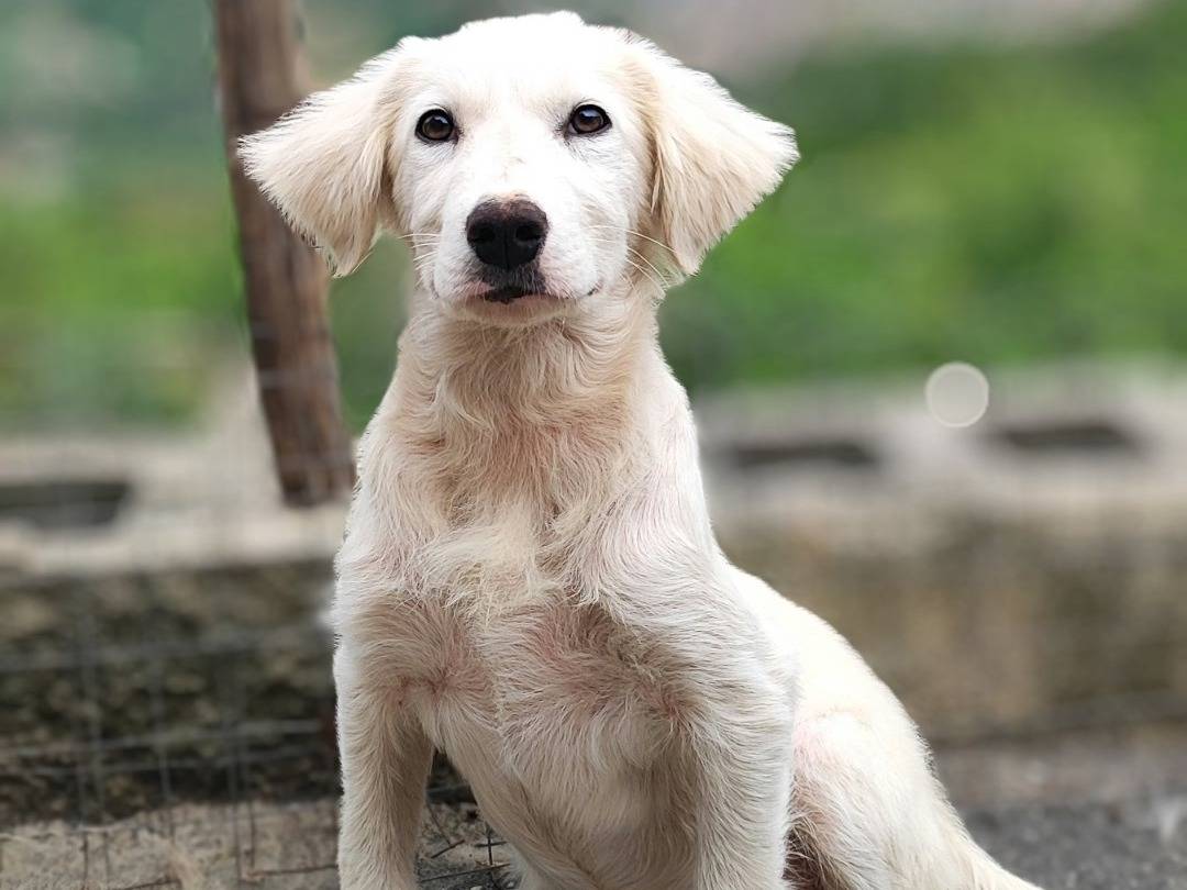 Adotta un cane, femmina, 3 mesi, Messina