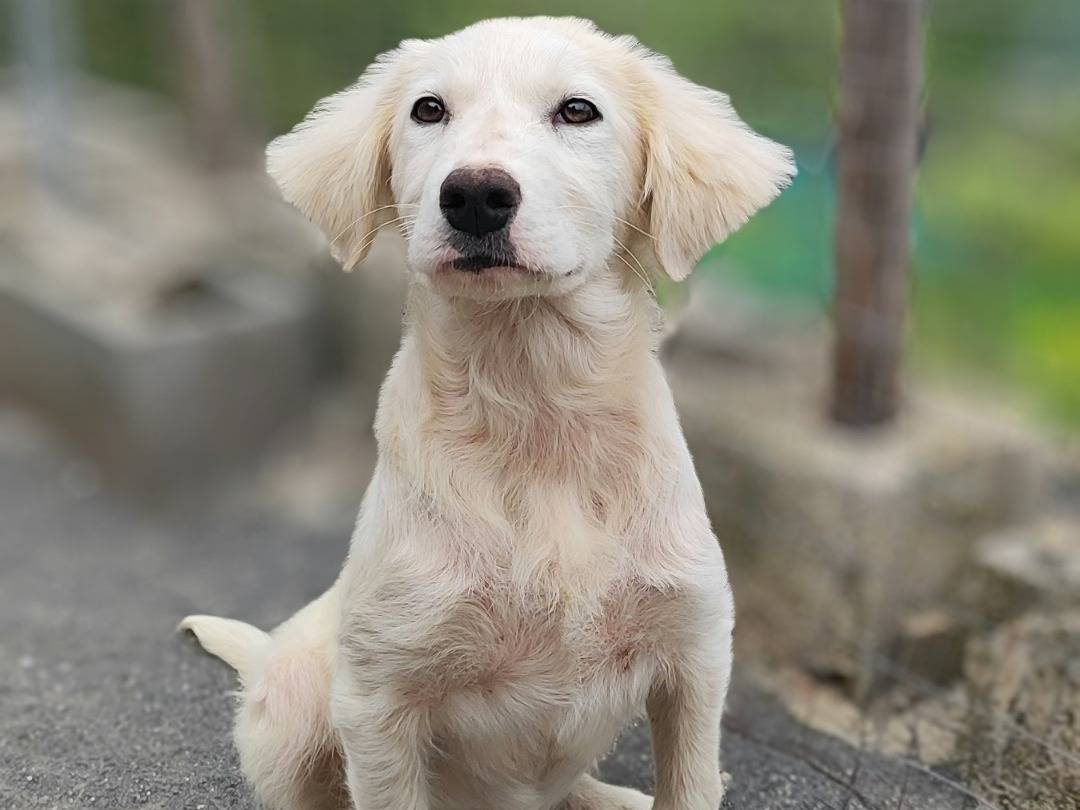 Adotta un cane, taglia gigante, femmina, Messina