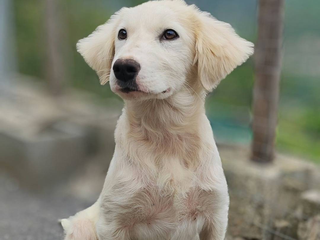 Vuoi adottare un cane a Messina?