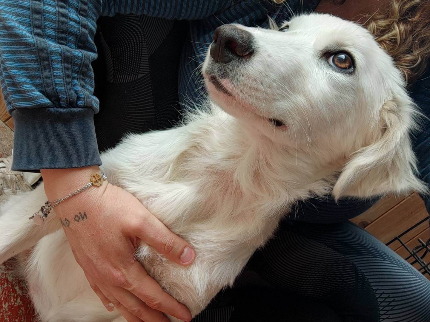 Adotta il cane GIOIA a Messina