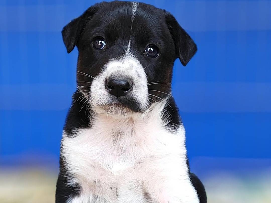 Foto dell'animale