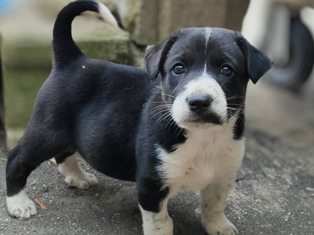 Adotta un cane, femmina, 1 mesi, Messina
