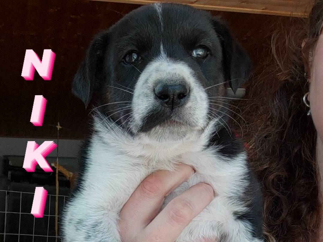 Adotta un cane, taglia media, femmina, Messina