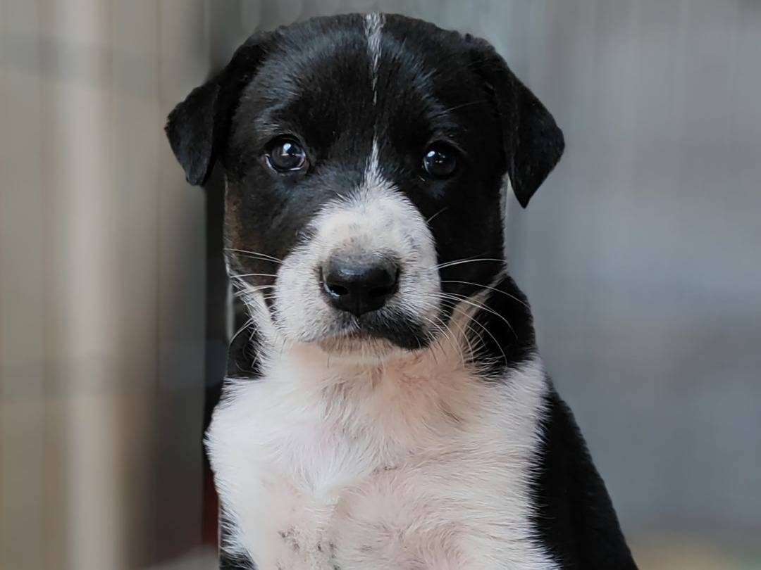 Vuoi adottare un cane a Messina?