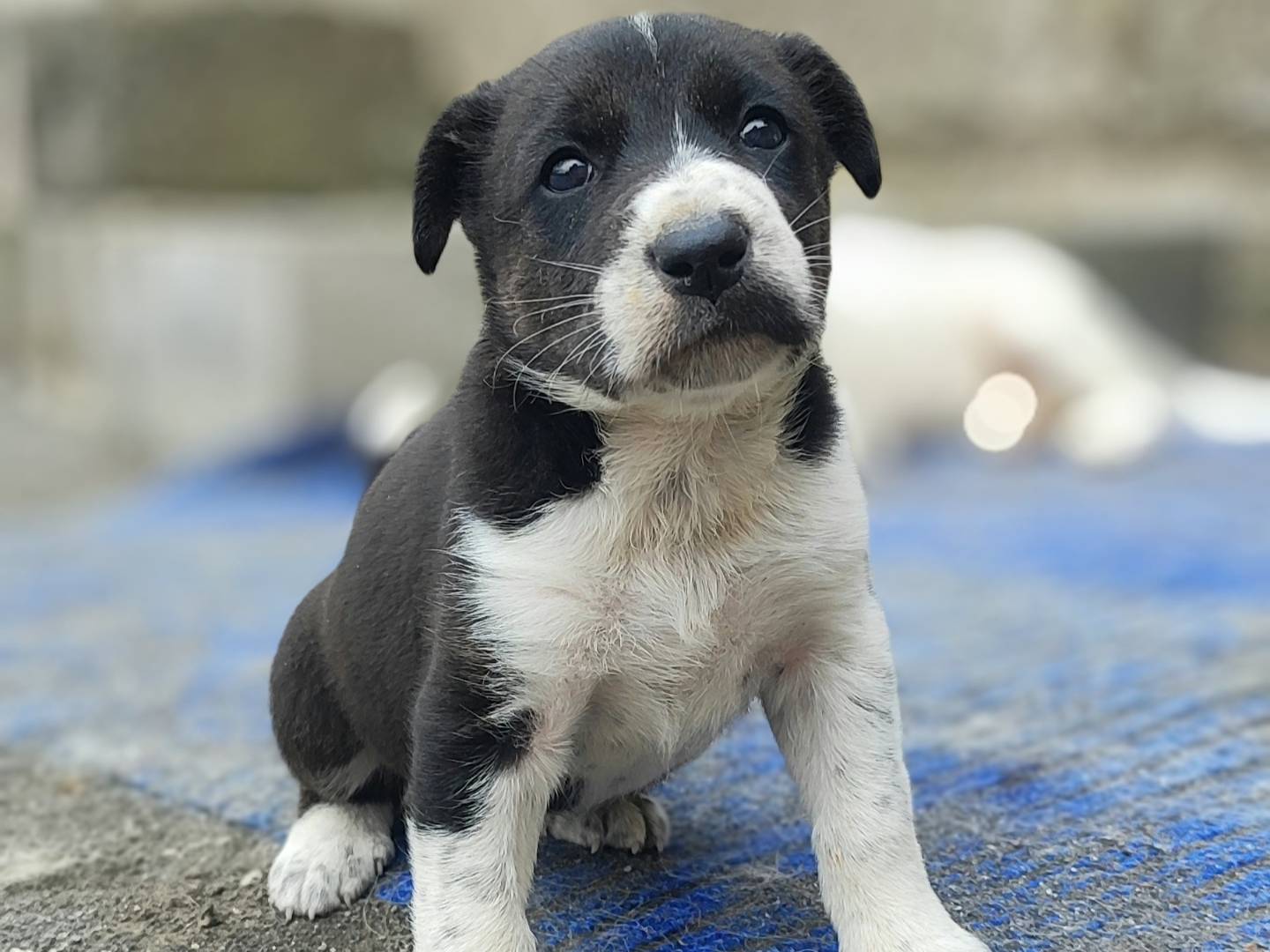 Adotta il cane NIKITA a Messina