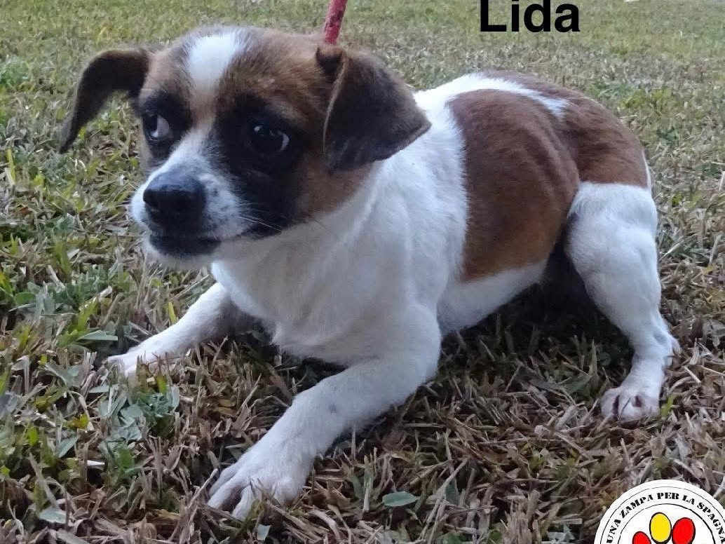 Adozione cane, femmina, Razza sconosciuta Razza sconosciuta, 4 anni  e 10 mesi , taglia piccola, Milano