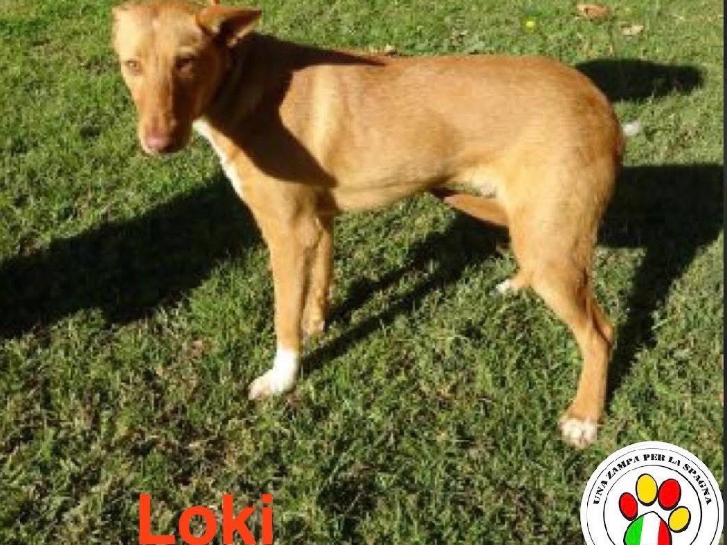 Foto 1 dell'animale