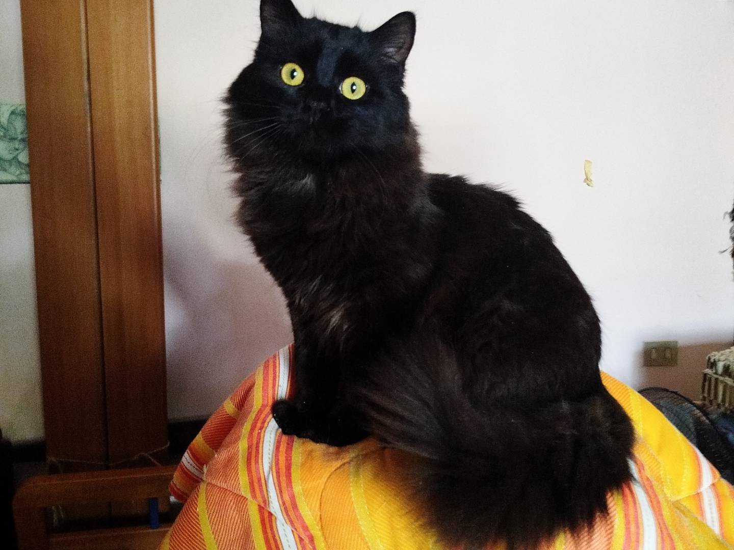 Adotta un gatto, maschio, 10 mesi, Salerno