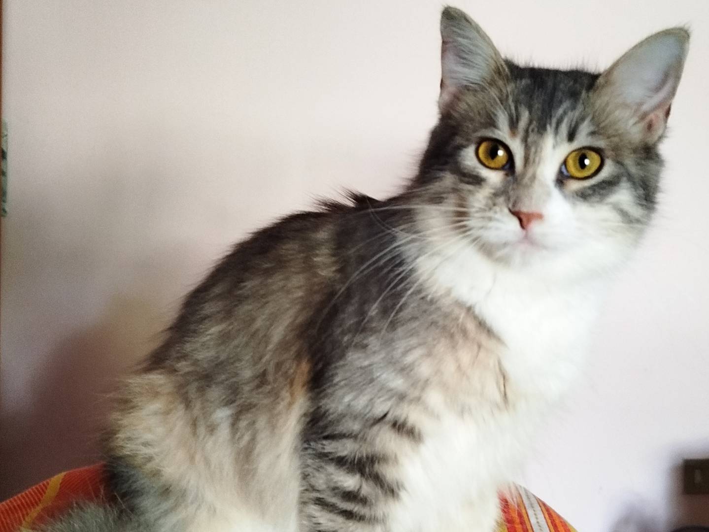 Adotta un gatto, femmina, 11 mesi, Salerno