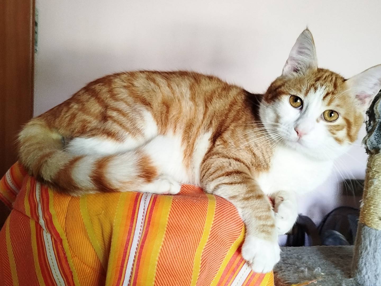 Adotta un gatto, maschio, 11 mesi, Salerno