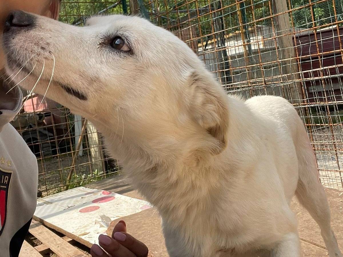 Foto dell'animale