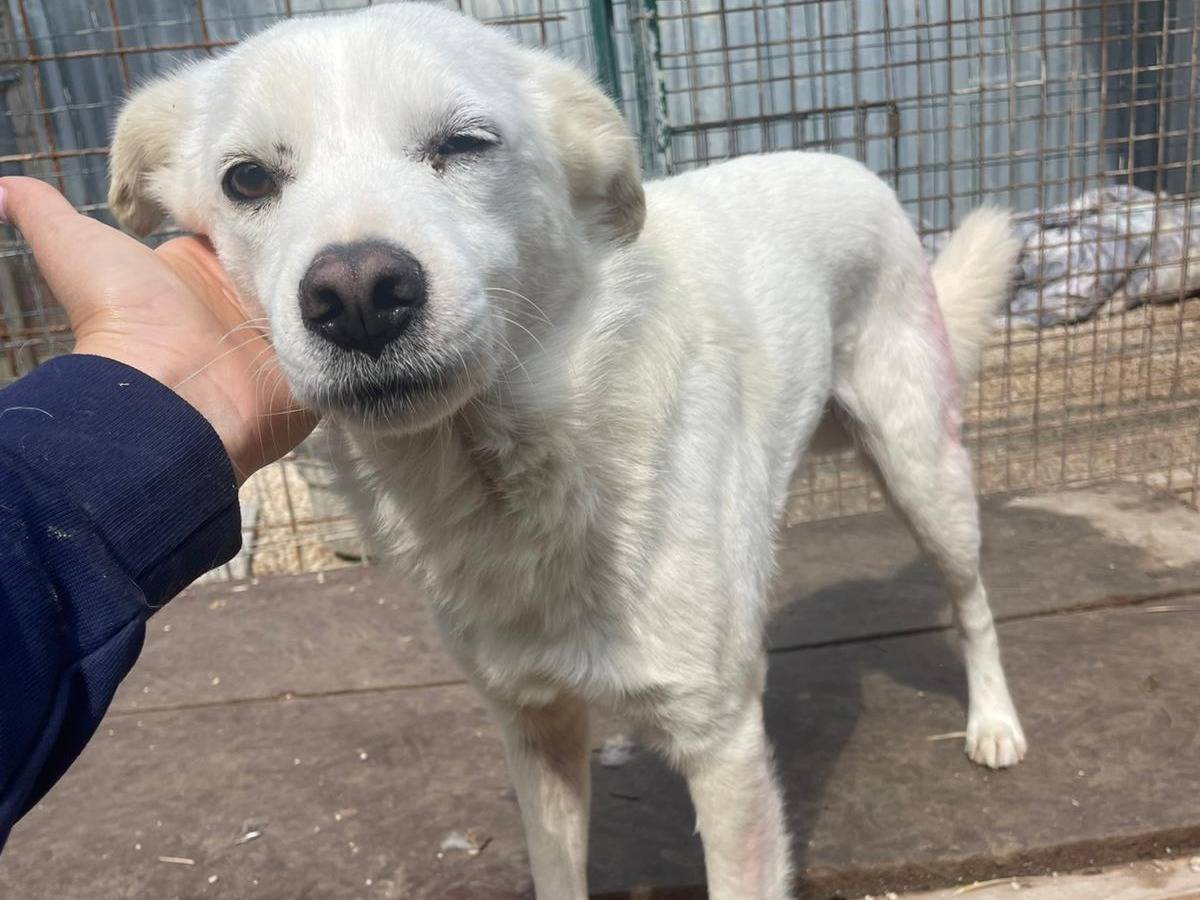 Adotta un cane, maschio, 2 anni  e 3 mesi , Frosinone