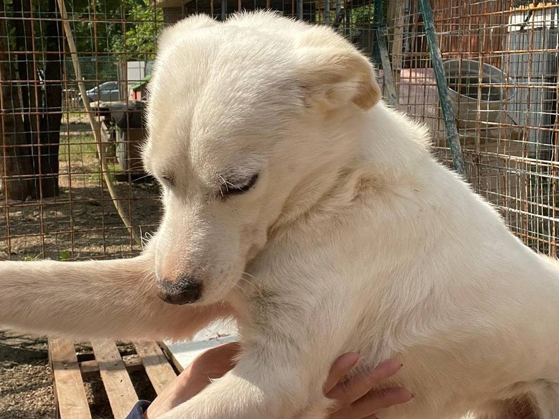 Adotta un cane, taglia piccola, maschio, Frosinone