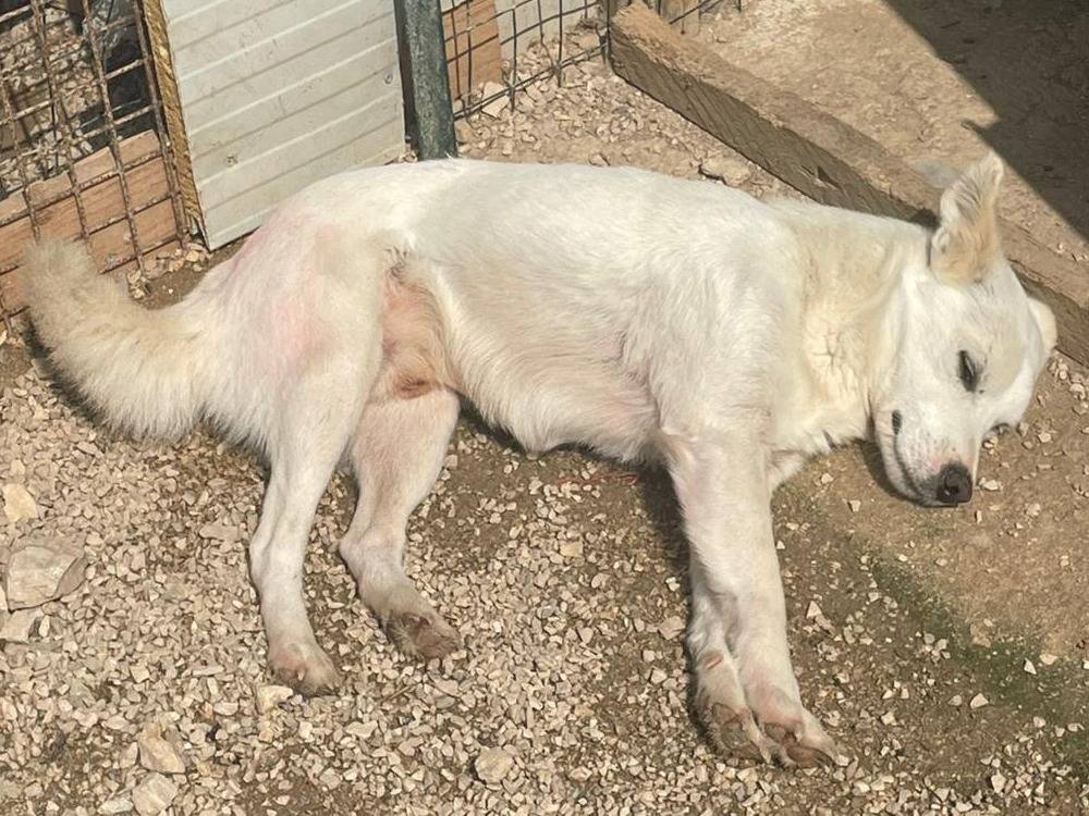 Vuoi adottare un cane a Frosinone?