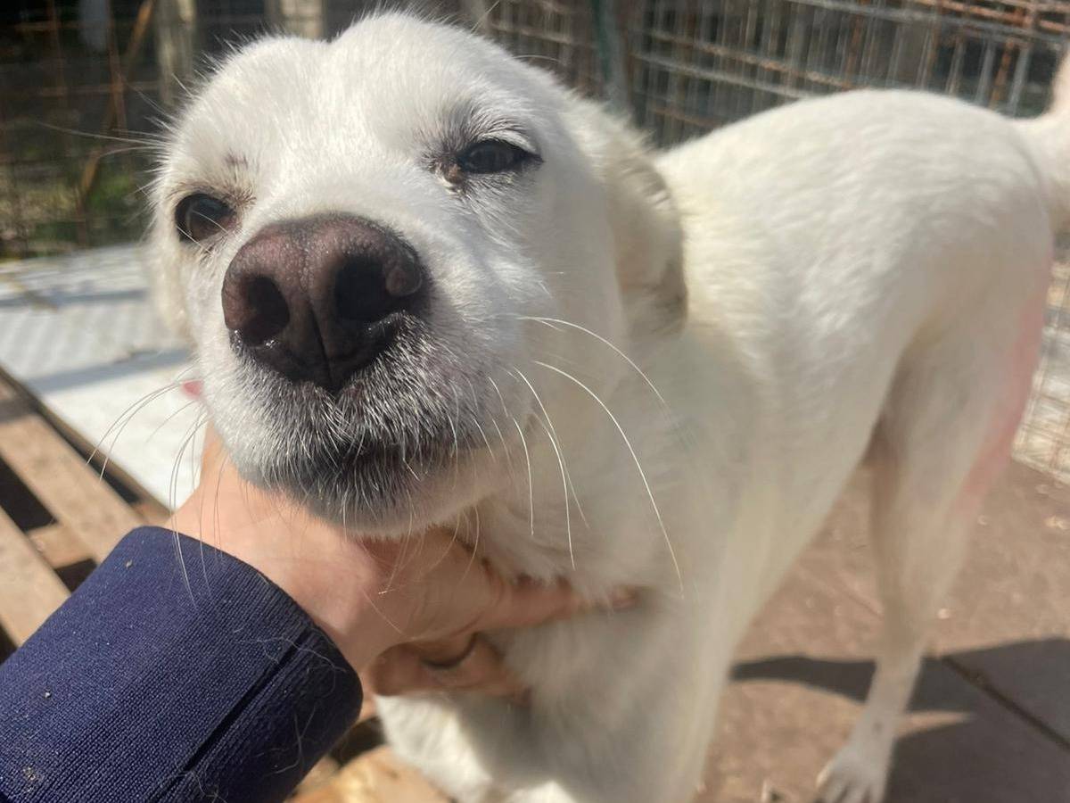 Adotta il cane PLUTO a Frosinone