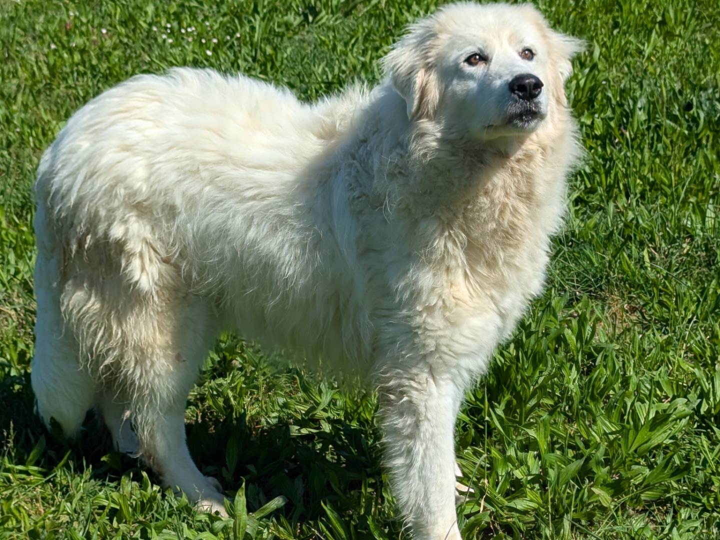 Foto dell'animale