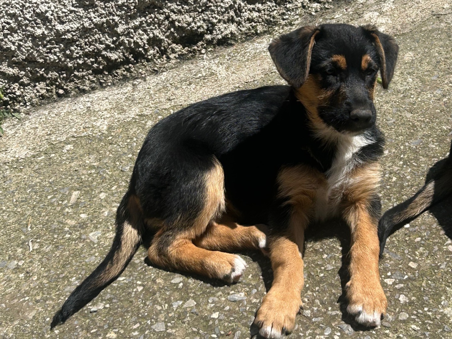 Adotta un cane, femmina, 9 mesi, Catanzaro