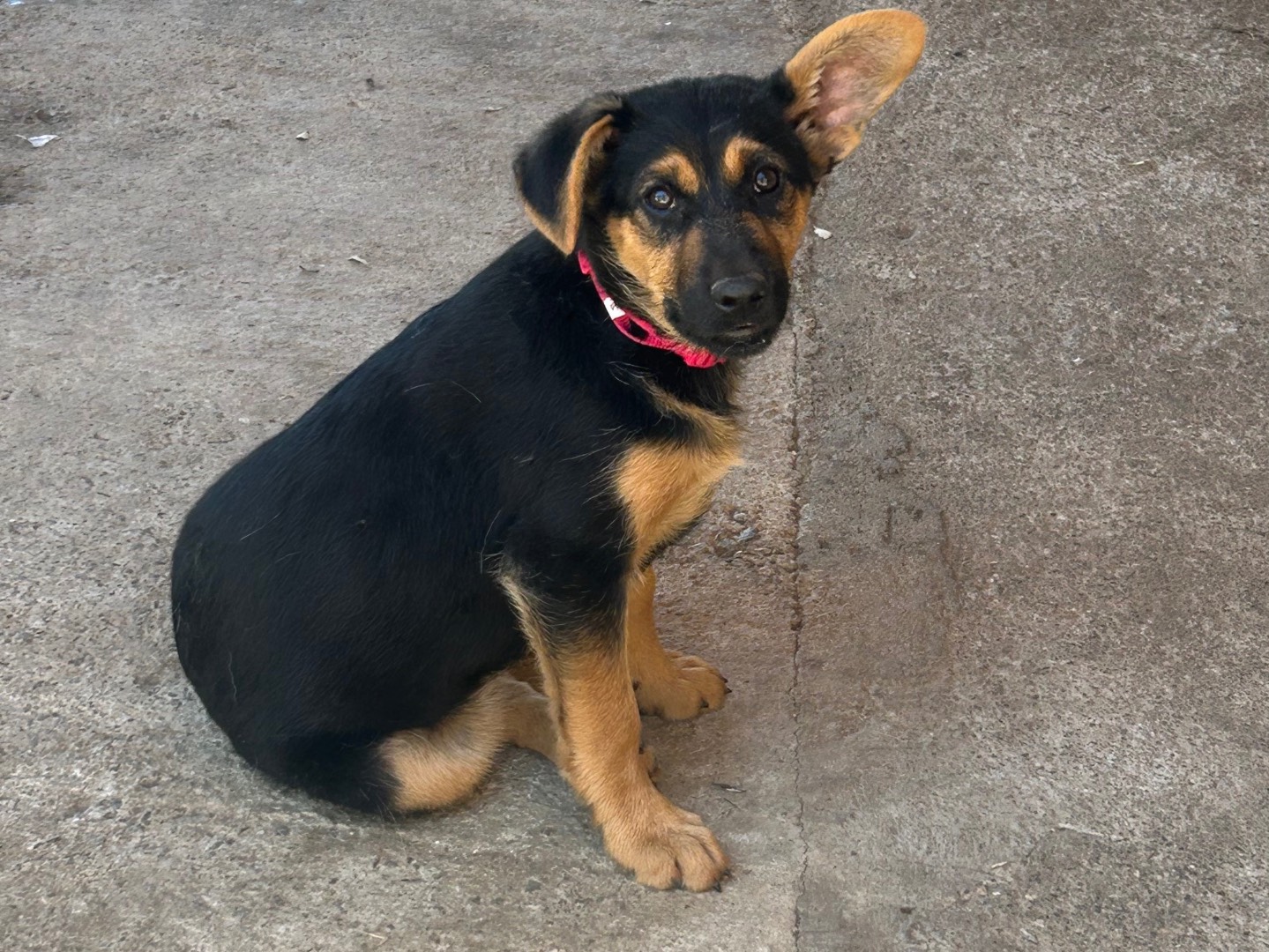 Adotta un cane, femmina, 3 mesi, Catanzaro