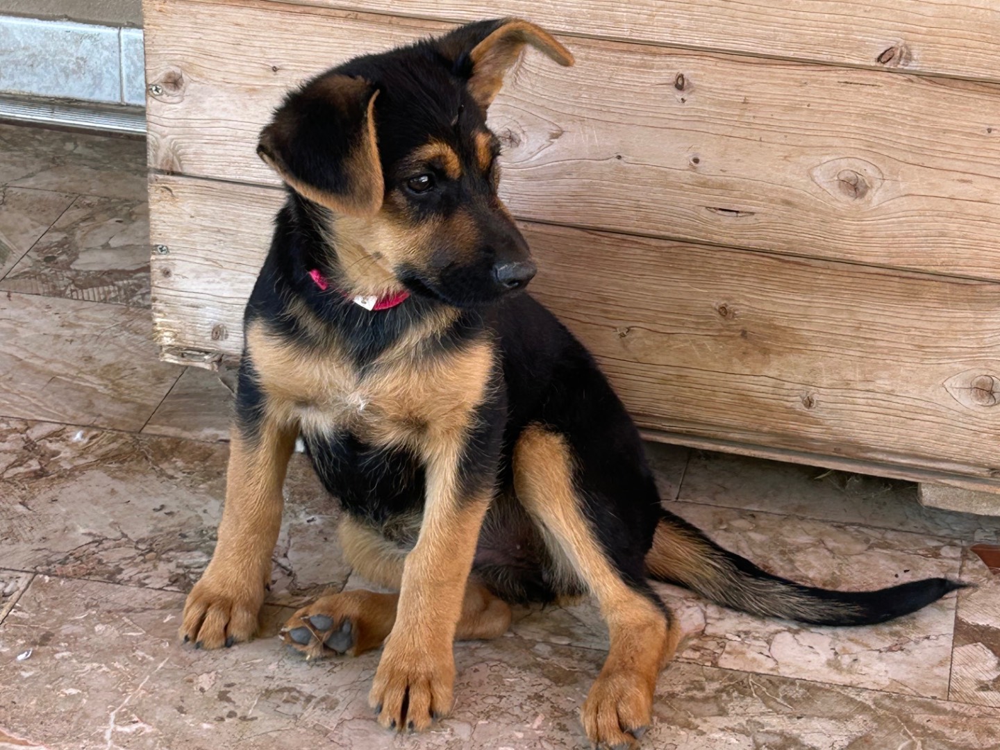 Adotta un cane, taglia media, femmina, Catanzaro