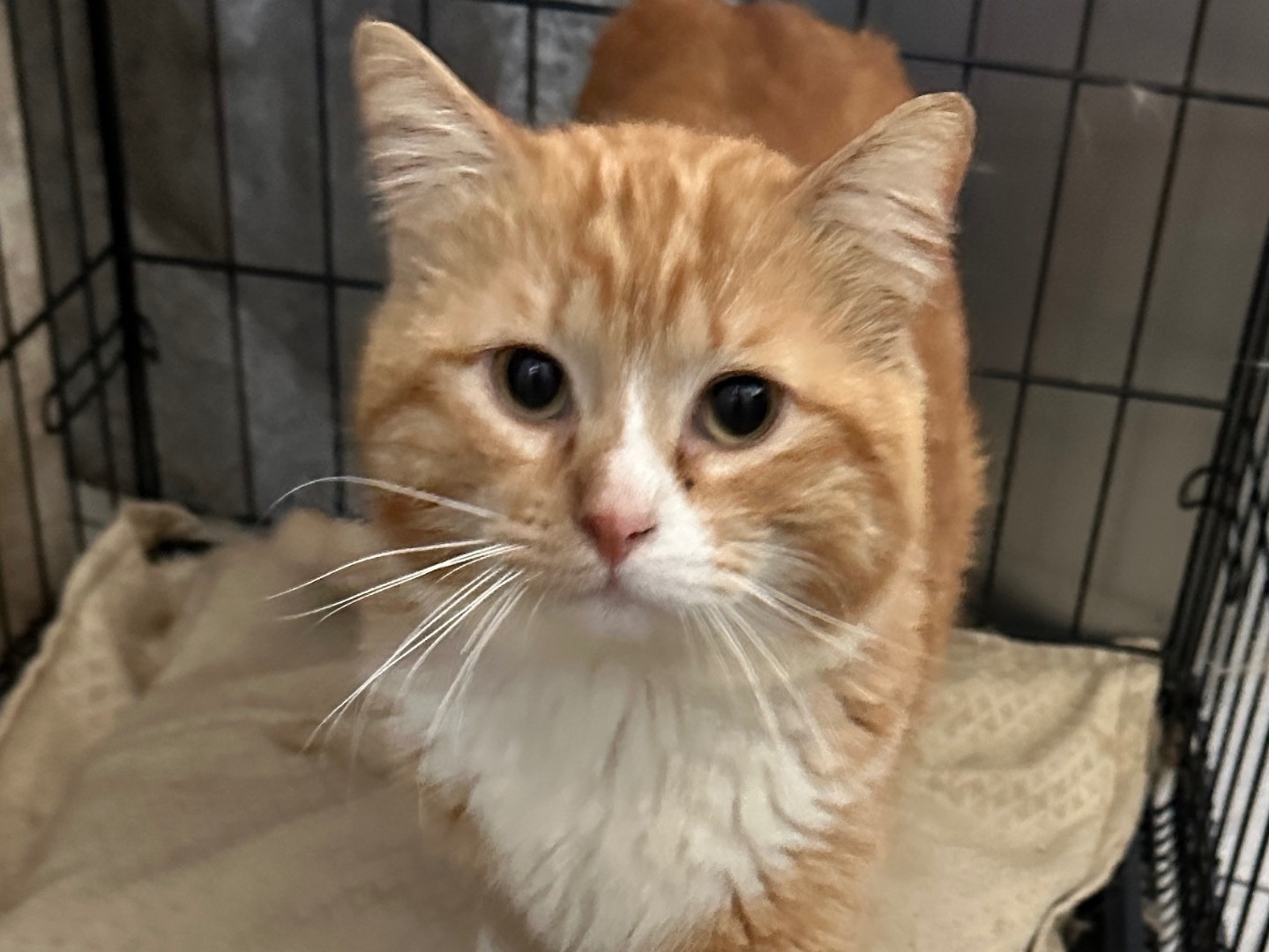 Adotta un gatto, maschio, 2 anni  e 2 mesi , Taranto